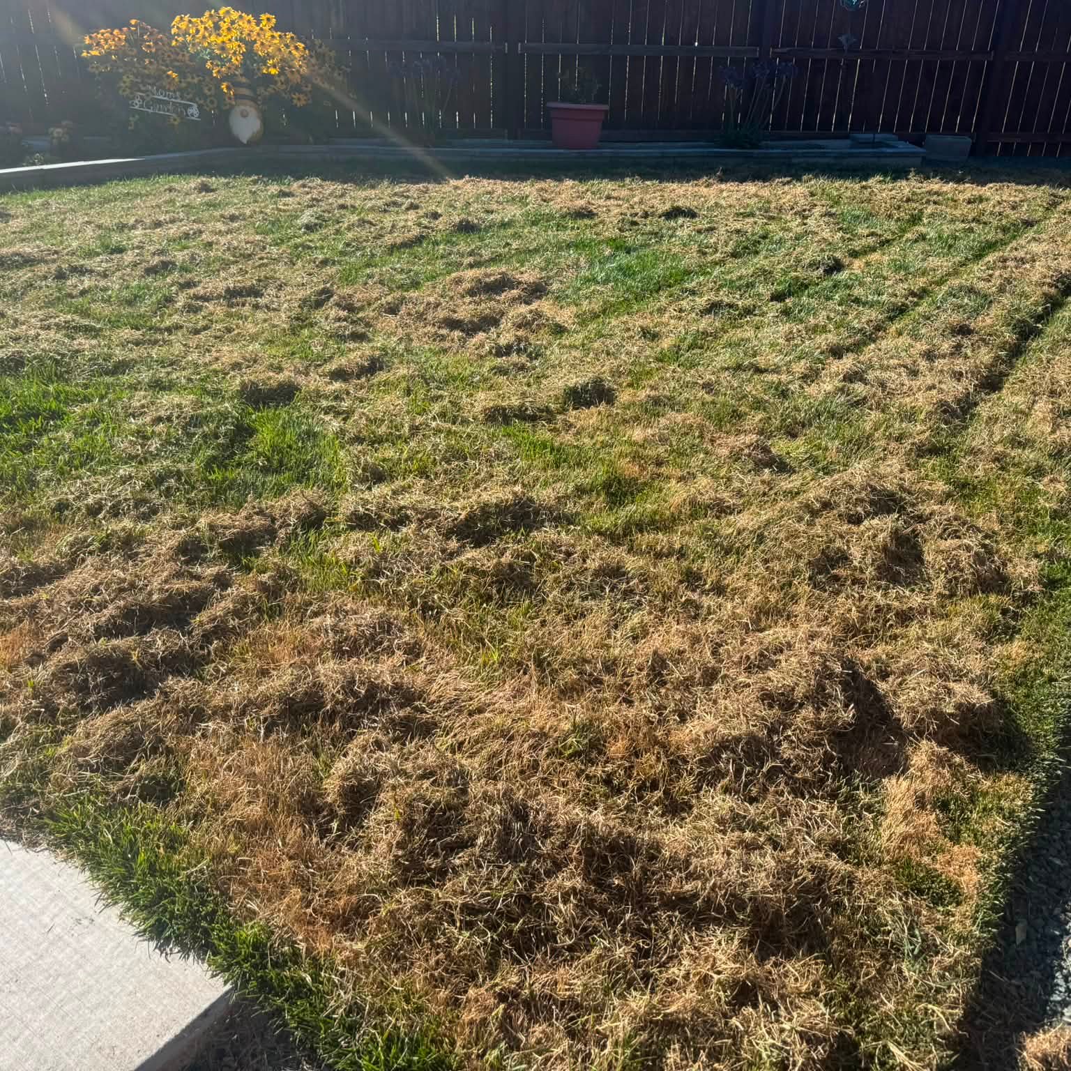 A Grants Pass lawn immediately after core aeration, with soil plugs pulled across the surface in visible passes