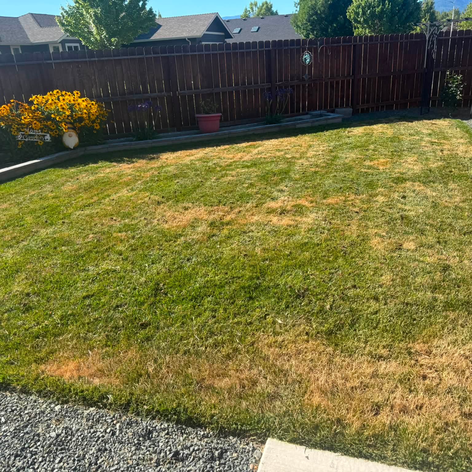 A residential back garden lawn in Grants Pass with a dark timber fence and a rudbeckia border